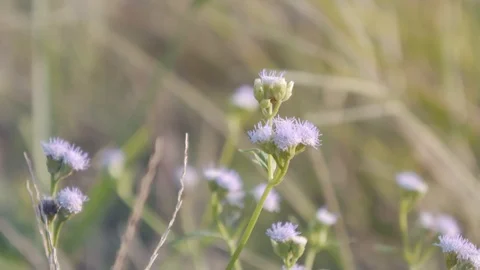 Slow motion of nature blown by wind Stock Footage 125652365