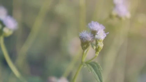 Slow motion of nature blown by wind Stock Footage 125652373