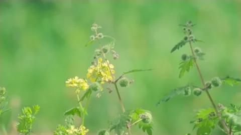Slow motion nature 스톡 동영상 130880657