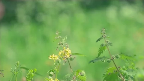 Slow motion nature 스톡 동영상 130880674
