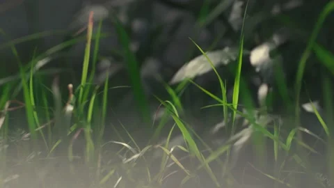 Slow motion nature 스톡 동영상 130880698