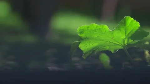 Slow motion nature 스톡 동영상 130880786