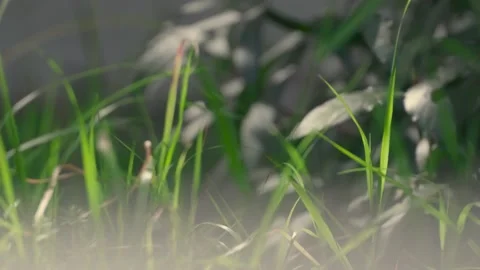 Slow motion nature 스톡 동영상 130880824