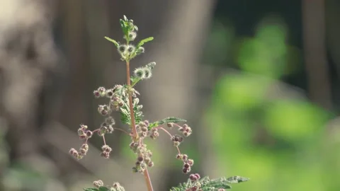 Slow motion nature 스톡 동영상 130880929