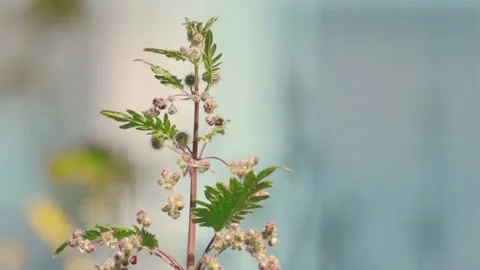 Slow motion nature 스톡 동영상 130881290