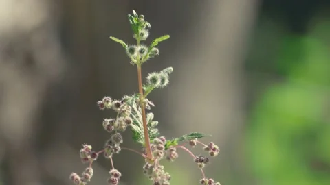 Slow motion nature 스톡 동영상 130881318