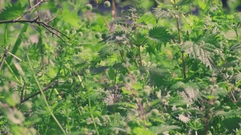 Slow motion nature 스톡 동영상 130881327
