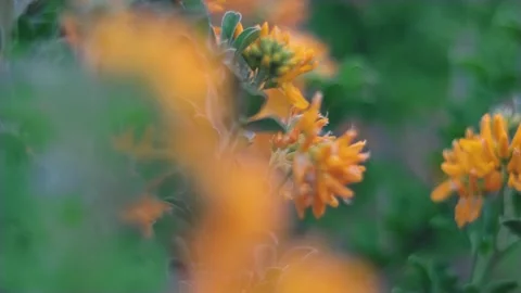 Slow motion nature 스톡 동영상 130881382