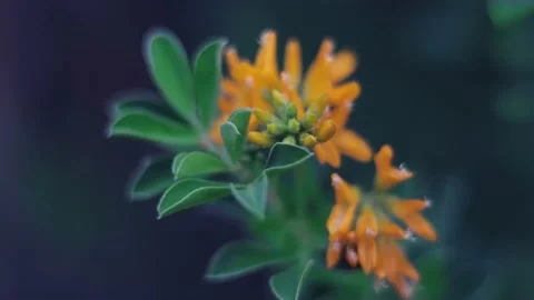 Slow motion nature 스톡 동영상 130881407