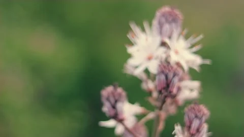 Slow motion nature 스톡 동영상 130881421