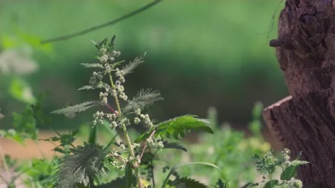 Slow motion nature 스톡 동영상 130881539