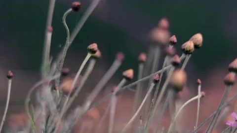 Slow motion nature 스톡 동영상 130881664