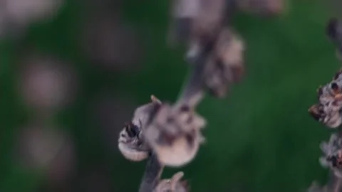 Slow motion nature 스톡 동영상 130881817