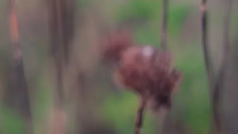 Slow motion nature 스톡 동영상 130881823