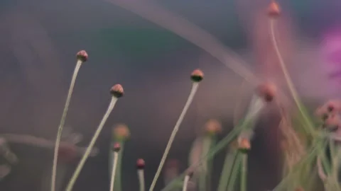 Slow motion nature 스톡 동영상 130881912