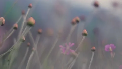 Slow motion nature 스톡 동영상 130881914
