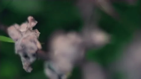 Slow motion nature 스톡 동영상 130881953