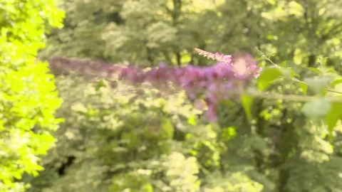 Slow motion nature - forest 動画素材 77759448