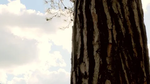 Slow motion nature - forest 動画素材 77759592