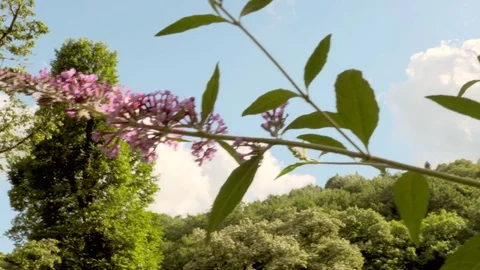Slow motion nature - forest Stock Footage 77759603