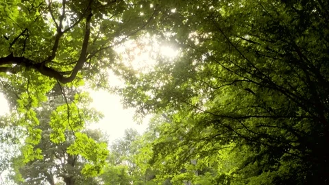 Slow motion nature - forest 動画素材 77759624