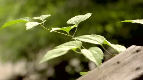 Slow motion nature - forest 動画素材 77759642