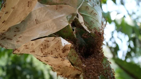 Slow-motion of the nest of green tree ants, red ants, Oecophylla smaragdina : 4k Stock Footage 106975624