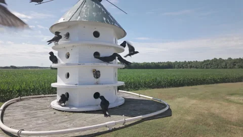 Slow motion nesting behavior of Purple Martins during spring migration Stock Footage 339356609