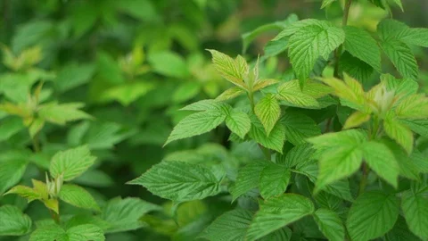 Slow motion of a nettle Stock Footage 91514244