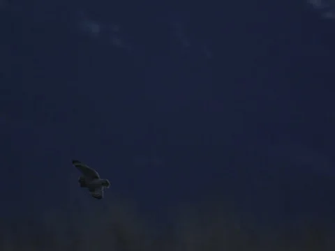 Slow motion night flight over meadow by owl Stock Footage 71900132