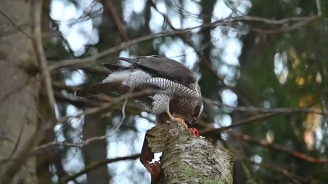 Slow motion of a Northern goshawk eating its prey on a tree Stock Footage 331703727