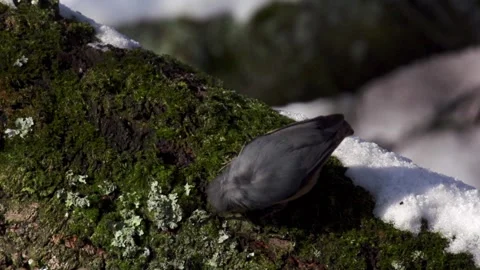 Slow-motion of nuthatch hammering its beak into bark while foraging Stock Footage 323451251
