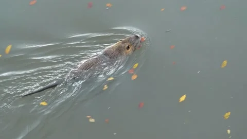 Slow Motion Nutria swims in the lake Stock Footage 224482210