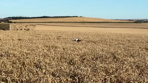 Slow motion of a nutty springer spaniel Stock Footage 247505871