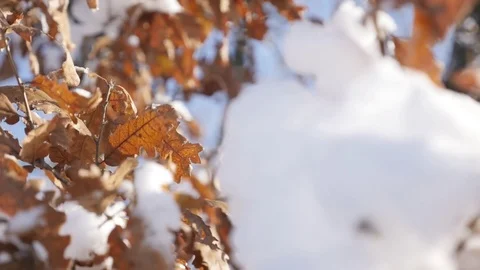 Slow motion oak tree leaf vegetation snowed shallow DOF Video stock 72948829
