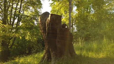 Slow Motion: Oak Tree Nature Background. Sunlight And Trees In A Forest Or Park. Stock Footage 110357127