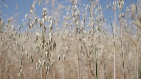 Slow motion oat Avena sativa plant in the field shallow DOF footage Stock Footage
