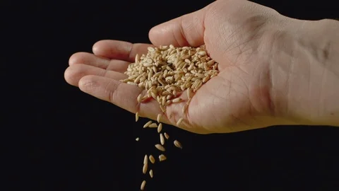 SLOW MOTION: Oat grains falling from a male's hand Видео 102212861
