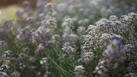 Slow motion. Oblique moving camera footage of violet flowers in the sunny day. Stock Footage 107670695