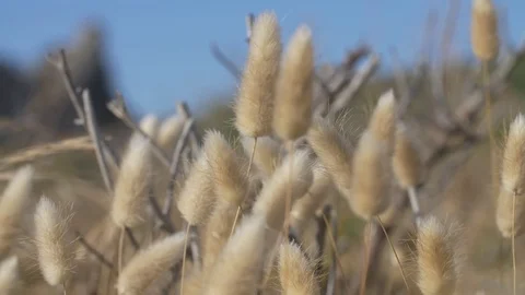 SLOW MOTION: Ocean shore grass wheat bending in the wind (180fps) Stock-Footage 84048908