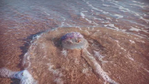 Slow motion of ocean waves washed sand shore and death sea jelly thrown out on Stock Footage 330037986