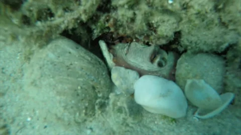 Slow motion, an octopus sits under stone in sand buttom Stock Footage 69013888