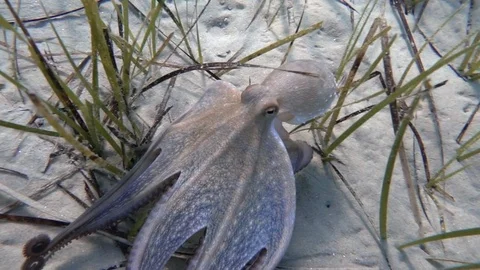 Slow motion of an octopus under water in the Aegean Sea in Greece Stock Footage 80478254