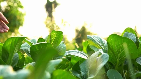 Slow motion old hand checking the plant in organic garden. Видео 117091325