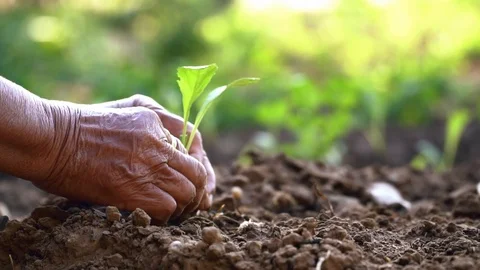 Slow motion old hand planting sprout in organic garden. Stock Footage