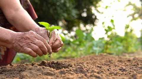 Slow motion old hand planting sprout Видео 116584953