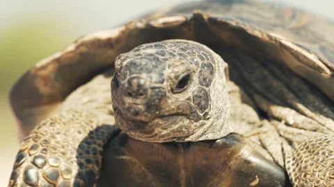 Slow motion a old land tortoise moves its forelimbs and head, looks Stock Footage 91676972