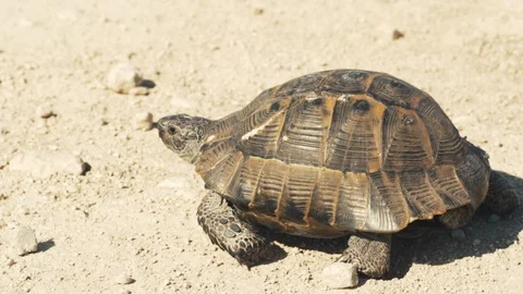 Slow motion old land tortoise walks on dry soil pebbles, quickly moving limbs Stock Footage 91676998