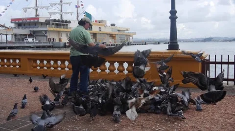 Slow-motion: old man feeding pigeons on waterfront plaza Stock Footage 55814756