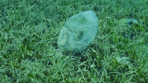 Slow motion, Old plastic bad lies on seagrass meadow on Round Leaf Sea Grass 스톡 동영상 236840286